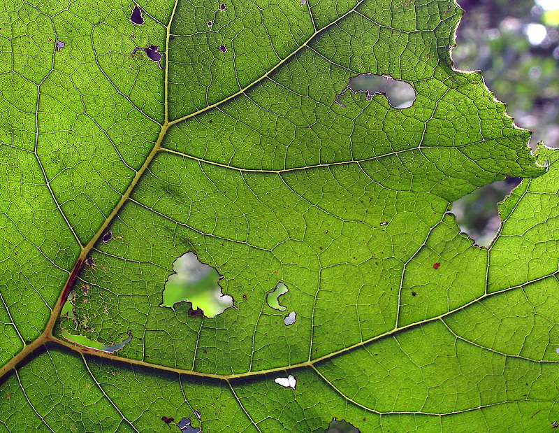 Blatt IMG_1802 Kopie.jpg   26.04.jpg